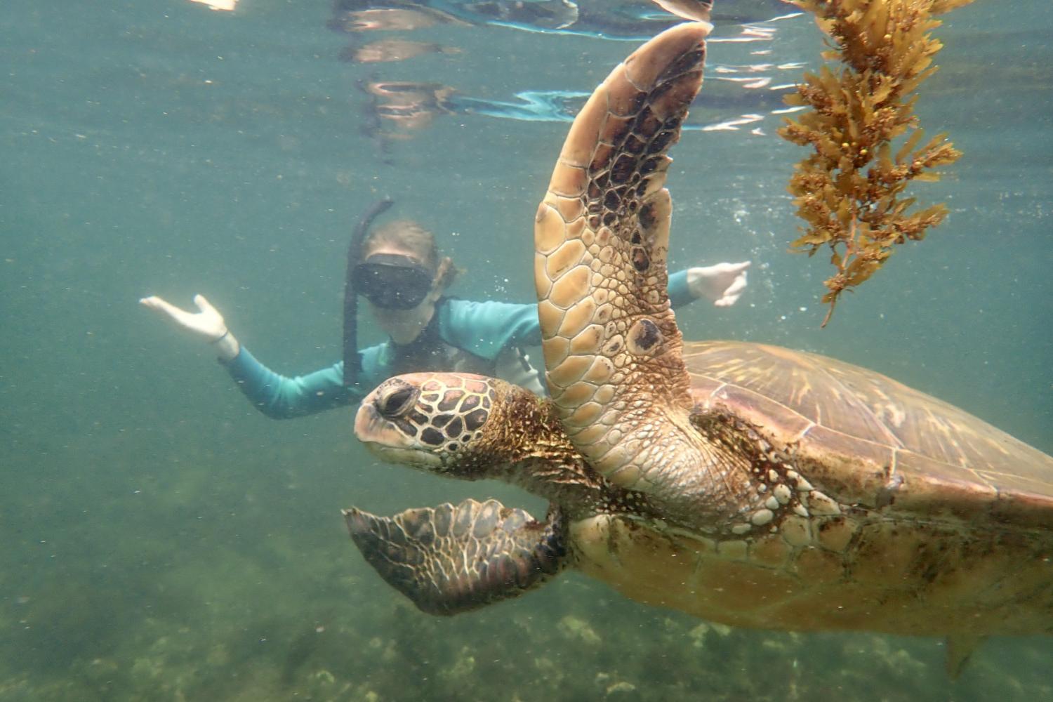 一名<a href='http://dojd.ngskmc-eis.net'>博彩网址大全</a>学生在Galápagos群岛游学途中与一只巨龟游泳.